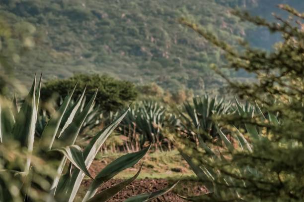istock Landscape with agaves in Guadalajara Tequila 1365290698
