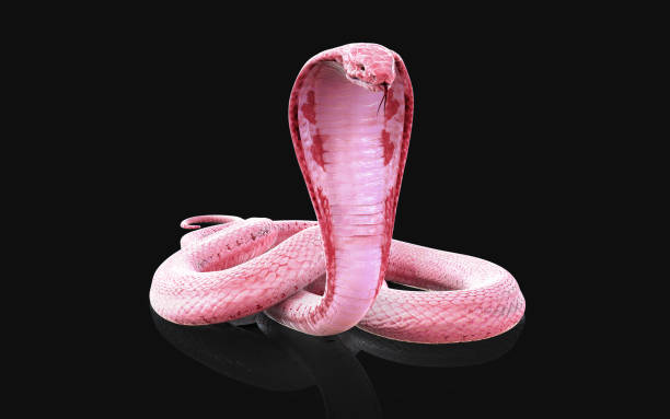 istock Albino king cobra snake with clipping path. 1365290824