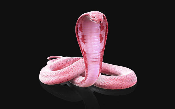 Albino king cobra snake with clipping path. stock photo