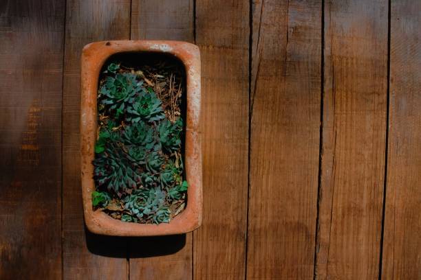 istock Cactus pot with wooden background and space for text 1365290967
