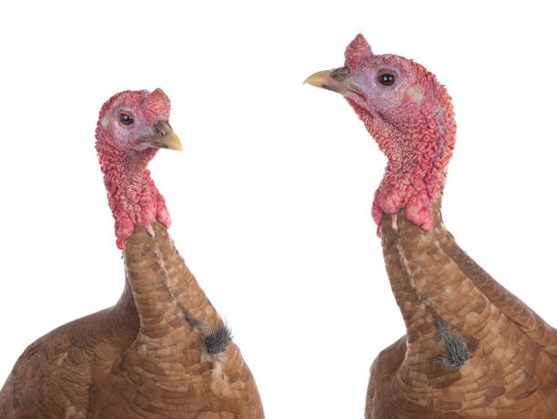 istock portrait bourbon red turkey isolated 1365292770