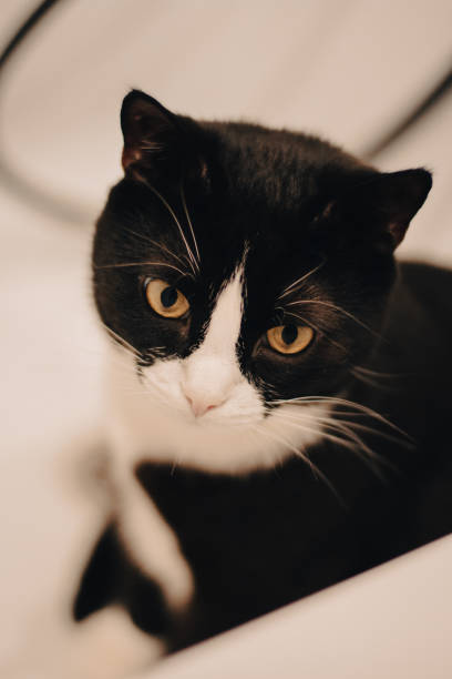 istock Cat portrait. A black cat with a white muzzle is sitting in the bath. Pet everyday. 1365293020