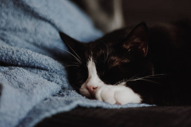 istock A cute black cat with white paws is lying on a soft blanket on a wooden floor 1365293065