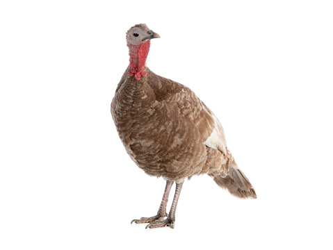 brown female turkey isolated on white background