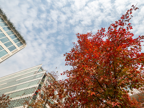 Red maple in front of modern buildings