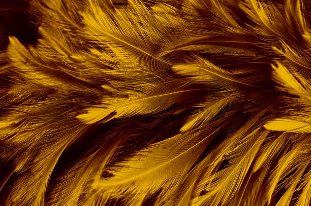 istock Beautiful Golden Dark Feathers Texture Vintage Background 1365294637