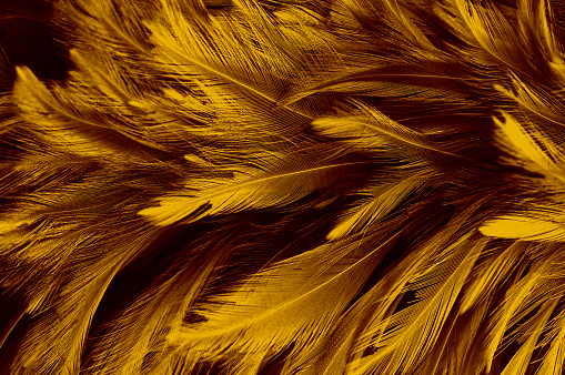 Beautiful Golden Dark Feathers Texture Vintage Background