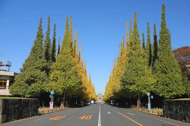This is the ginkgo row of trees of Jingu Gaien in Kita Aoyama, Minato-ku, Tokyo.
This place has been used as a location for many movies and TV dramas, and attracts many tourists during the season of autumn leaves.