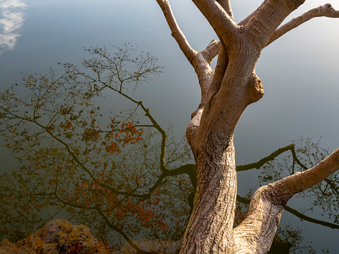 panorama Reflection of Trees woods in Water During A Spring Flood. Beautiful spring background with reflection in river