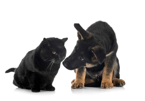 istock puppy german shepherd and cat 1365295081