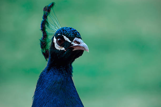 nahaufnahme des niedlichen pfaus (heller vogel) auf grünem hintergrund - close up peacock animal head bird stock-fotos und bilder