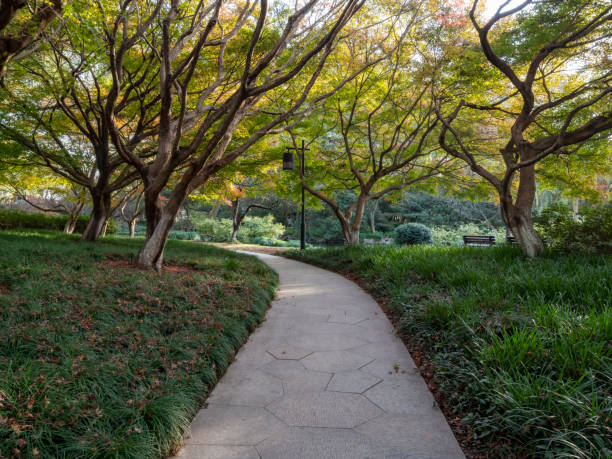 istock Path in the red maple forest in the park 1365296135