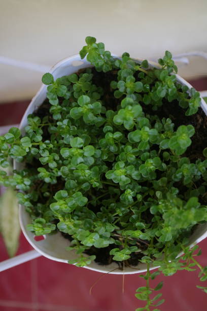 Green and fresh Clover plant