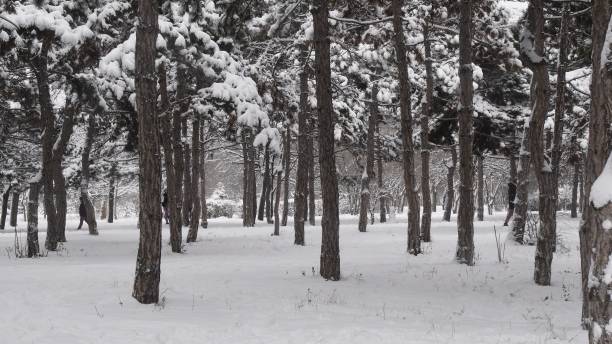 istock Winter forest landscape with falling snow among pine trees at snow covered land 1365297387