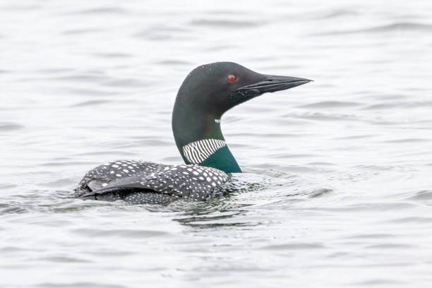 istock common loon swimming in water 1365297440