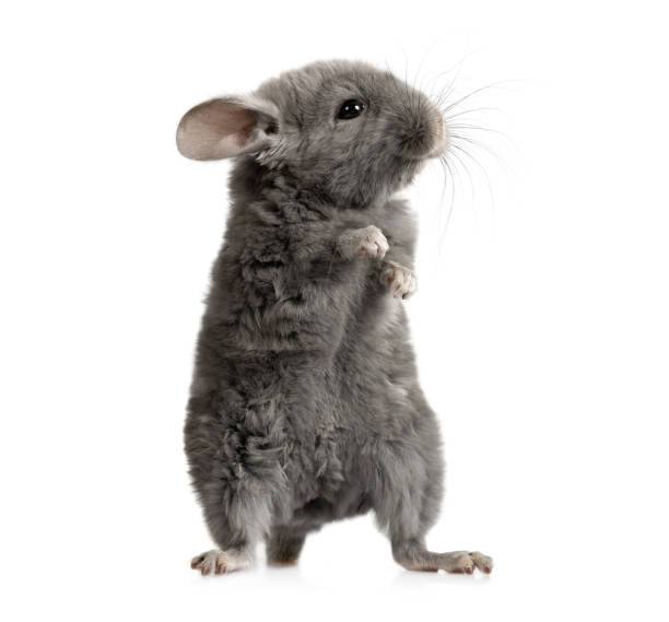 Small gray chinchilla in front of white background stock photo