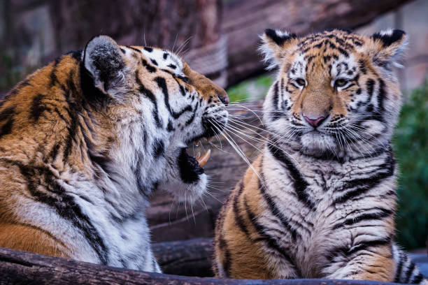 istock Siberian tiger with cub, Panthera tigris altaica 1365299652