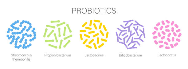 Probiotic bacteria set in circle. Gut microbiota with healthy prebiotic bacillus. Probiotic bacteria set in circle. Gut microbiota with healthy prebiotic bacillus. Lactobacillus, streptococcus, bifidobacteria and other microorganisms for biotechnology. bifidobacterium stock illustrations