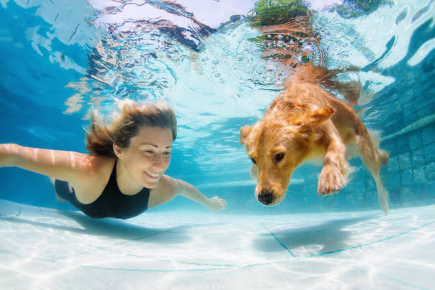 ragazza con cane golden retriever che si tuffa in piscina - underwater dog adult happiness foto e immagini stock