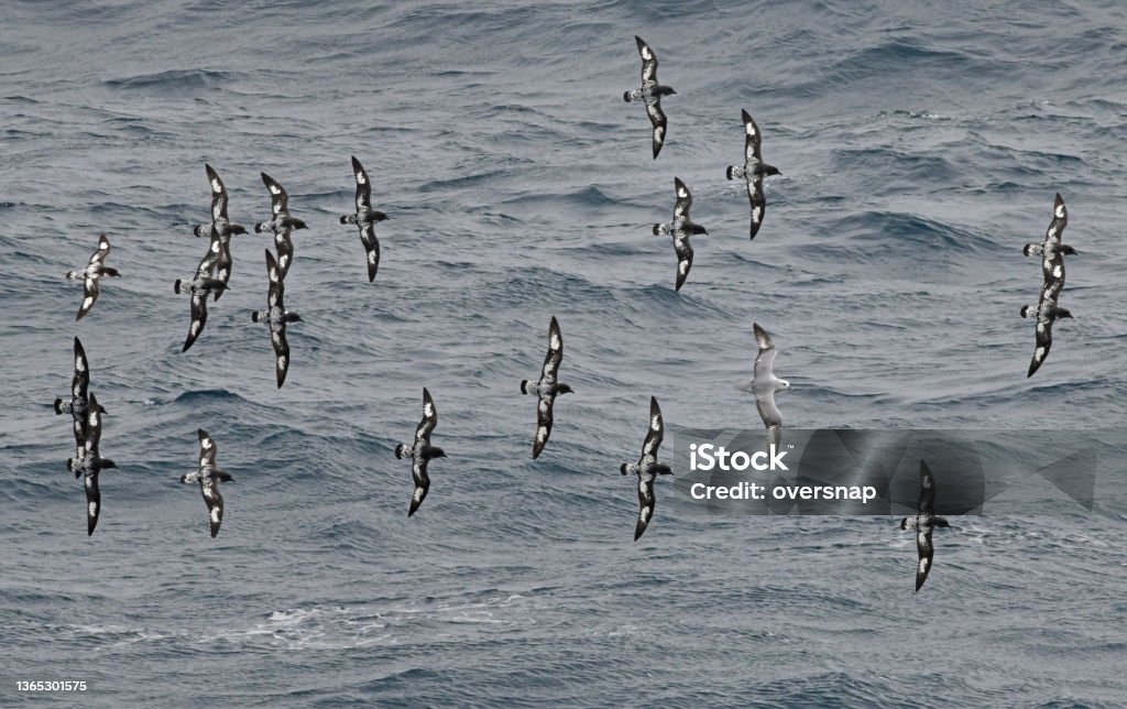Cape Petrel and Albatross The Cape petrel (Daption capense), also called the Cape pigeon, pintado petrel, or Cape fulmar, is a common seabird of the Southern Ocean Antarctica Stock Photo