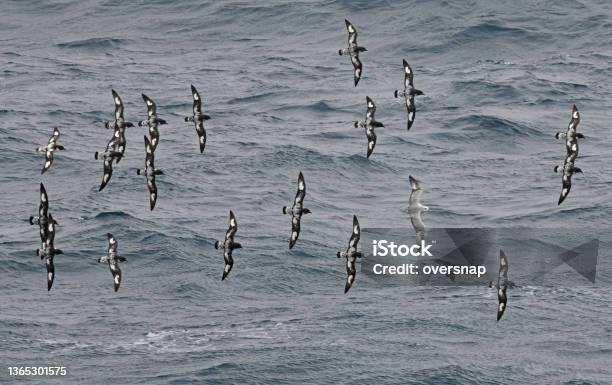 Cape Petrel And Albatross Stock Photo - Download Image Now - Antarctica, Bird, Albatross