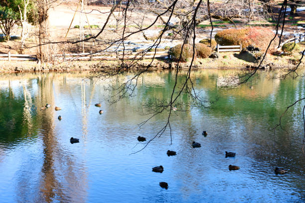 Winter pond with Mallard Duck shining in the sun