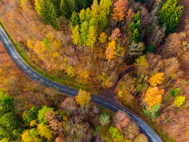 istock Forest views aerial photo 1365302906