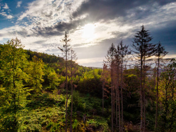 istock Forest views aerial photo 1365302960
