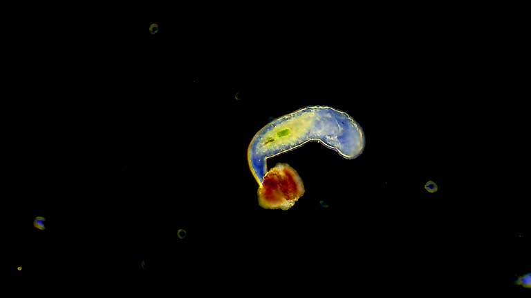 Planarian worm crawling in pond water