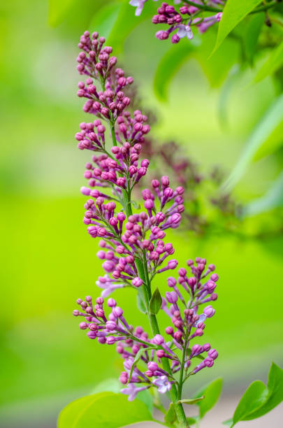 istock Lilac branch on green spring background 1365303903