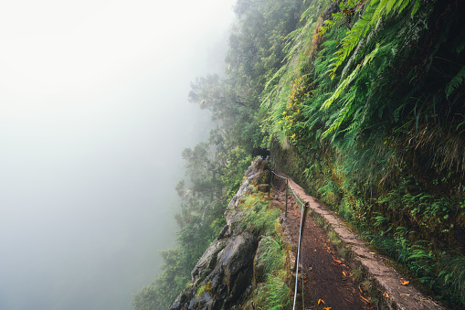 Foggy tropical forest on Madeira island (Levada do Caldeirao Verde).