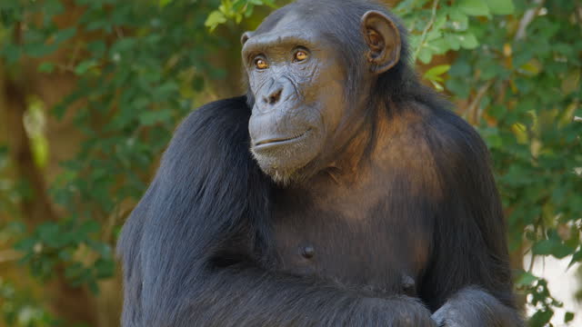 Chimpanzee close-up shot