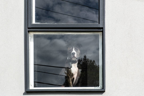 Lonely dog sitting behind window and watching the streets