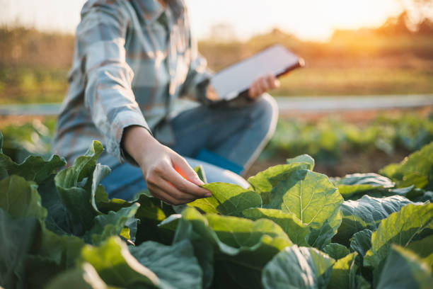 アジアの女性は、庭で野菜の成長情報をチェックするためにタブレットを使用しています - 農業 ストックフォトと画像