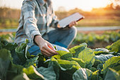 istock asian woman use tablet to check vegetable growing information in the garden 1365305727