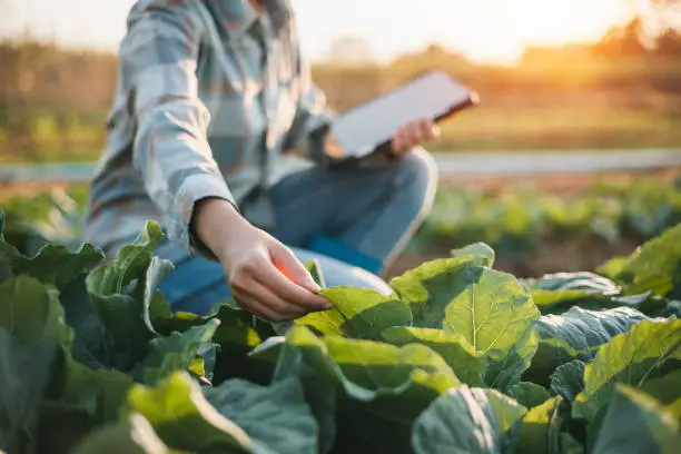 Photo of asian woman use tablet to check vegetable growing information in the garden