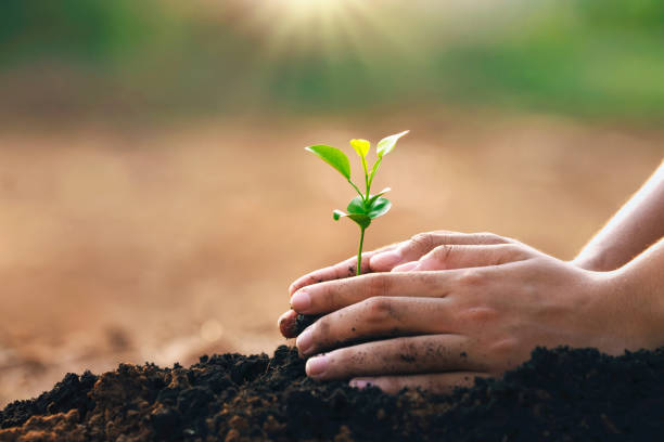 istock hand planting in garden. earth day concept 1365305730