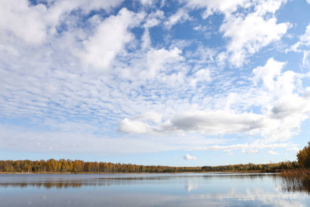Serene lake surrounded by lush green birch trees (Betula) under a cloud-speckled blue sky. The view incorporates reflections on the water, creating a calming natural scene devoid of human interference.