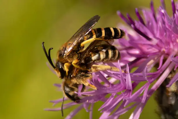 Halictus scabiosae on unidentified flower