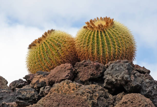 istock Golden Barrel Cactus with prickly thorns as found in nature 1365306732