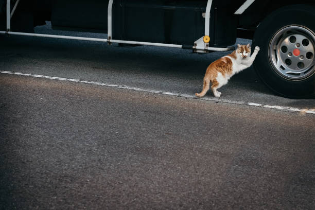 The cat is clawing the tire