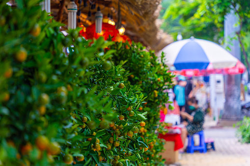 People sale and buy decorative round kumquat tree on street. Together with peach flower, kumquat tree is symbol of spring and traditional lunar new year. Tet holiday in Vietnam.