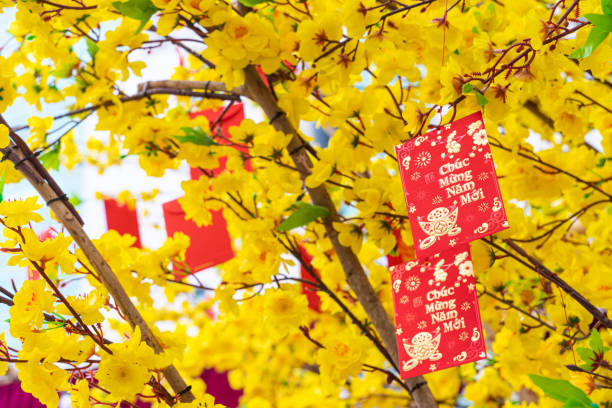 Ochna integerrima (Hoa Mai) tree with lucky money. Traditional culture on Tet Holiday in Vietnam. Text in photo mean Happy New Year and Peace. stock photo