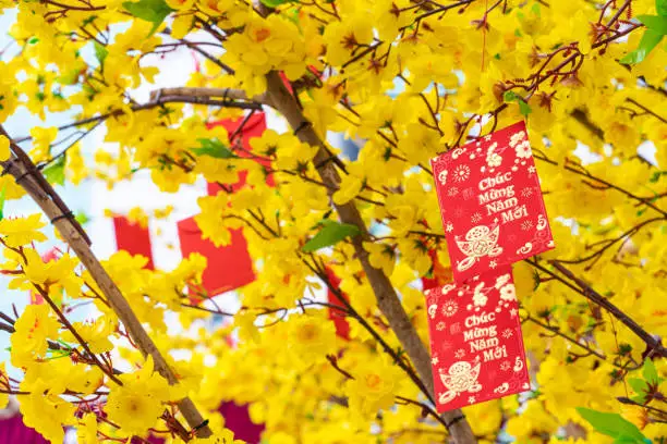 Ochna integerrima (Hoa Mai) tree with lucky money. Traditional culture on Tet Holiday in Vietnam. Text in photo mean Happy New Year and Peace. Selective focus.