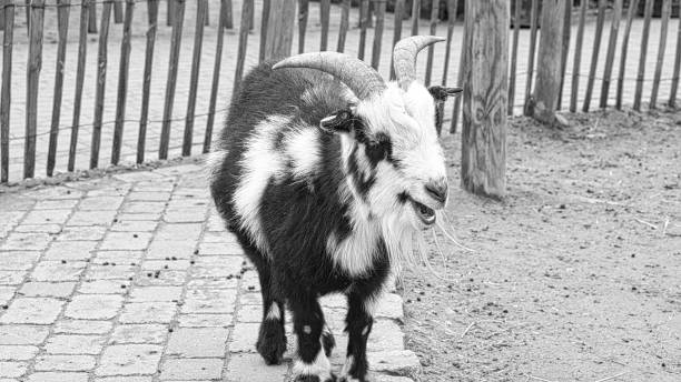 istock Goat close up in black and white with long goat bard 1365311055
