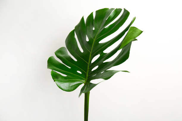 istock Beautiful monstera leaf on white background. Tropical plant 1365311232