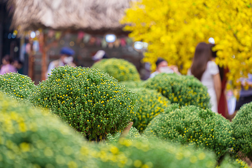 Selective focus of yellow daisies blooming during Tet holiday in Vietnam, people wear Vietnam tradition ao dai to take pictures with yellow apricot flowers in blurred background