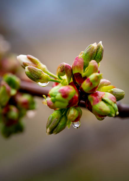 Blossoming buds of cherry with water droplets after a rain.