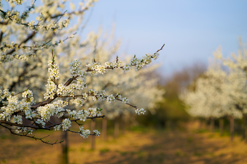 Blossoming buds of cherry.