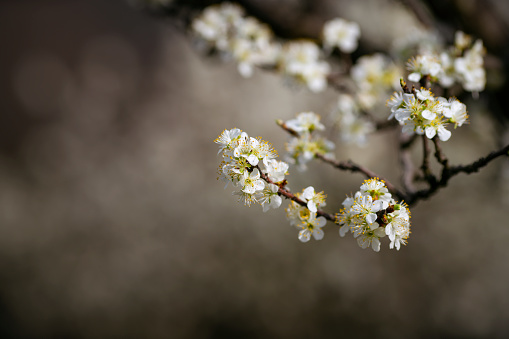Blossoming buds of cherry.